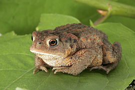 270px-Bufo_bufo_03.jpg